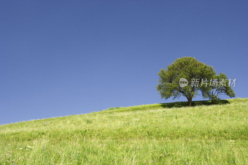 绿色的田野和孤独的树- Siusi，多洛米提，意大利阿尔卑斯山